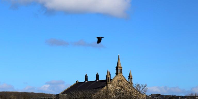 08 281 Kirkwall ravens