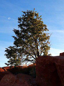 Red Rock Canyon 2016 03