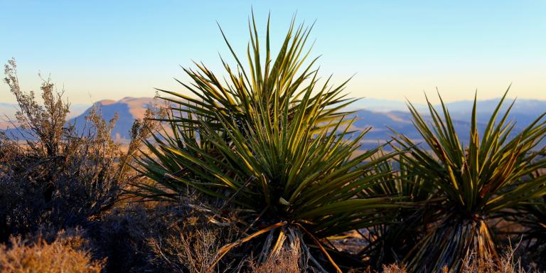 concerts at red rock canyon