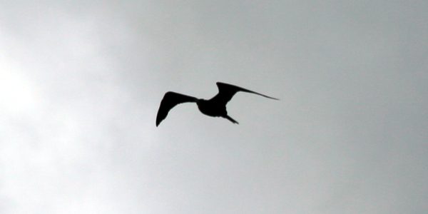 04 St. Kitts bird in mists