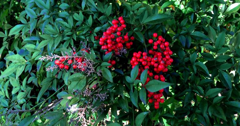 red berries 12.25.14