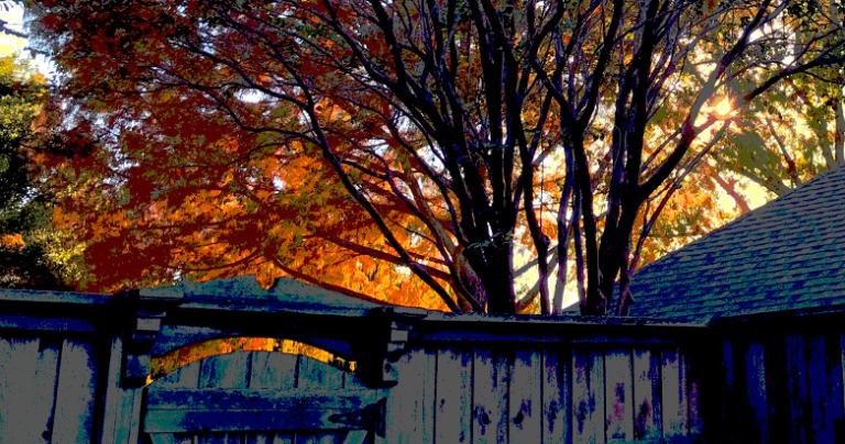 sun and fence posterized 11.22.17