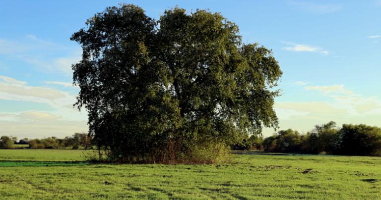 By Land, Sky & Sea: Three Realms of Shamanic Witchcraft