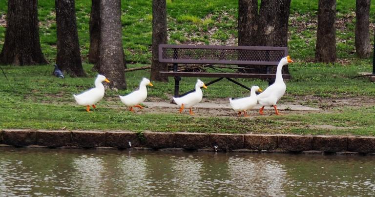 ducks in a row
