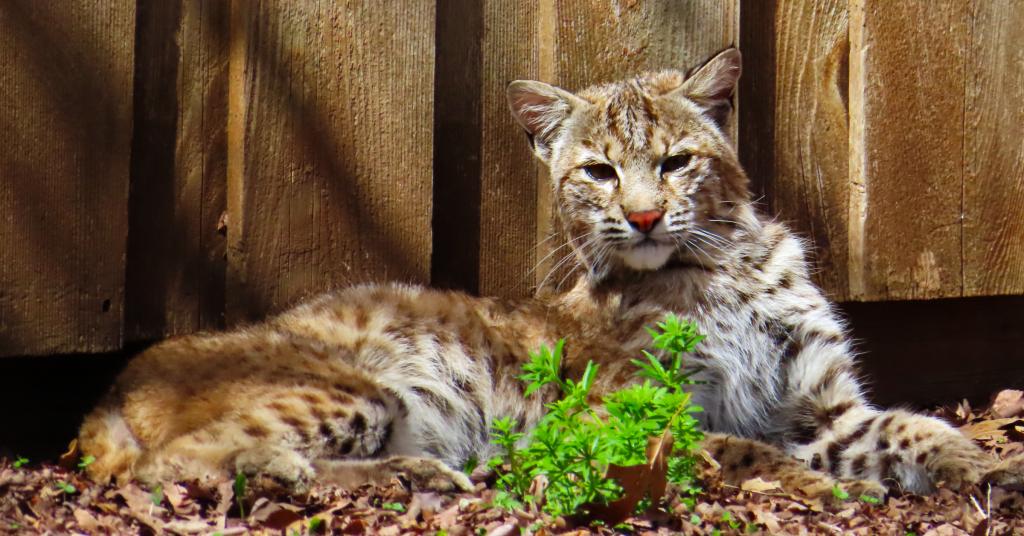 bobcat