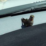 Hummingbird-in-car-3-copy-1-e1492445666922