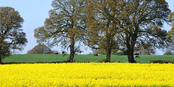 field of yellow flowers