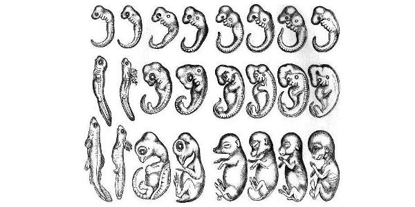 Онтогенез позвоночных закон геккеля. Эмбрионы Геккеля. Геккель обезьянолюди. Эволюция человека от рыбы.