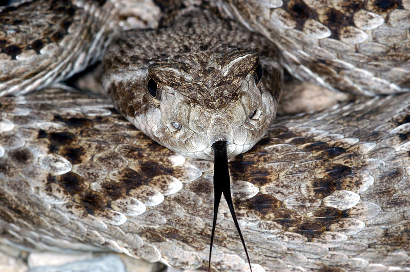 Western Diamondback Rattlesnake. Photo Source: Wikimedia Commons by https://commons.wikimedia.org/wiki/User:Jacopo_Werther