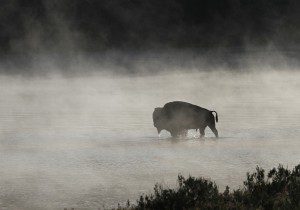bison-1323655_960_720