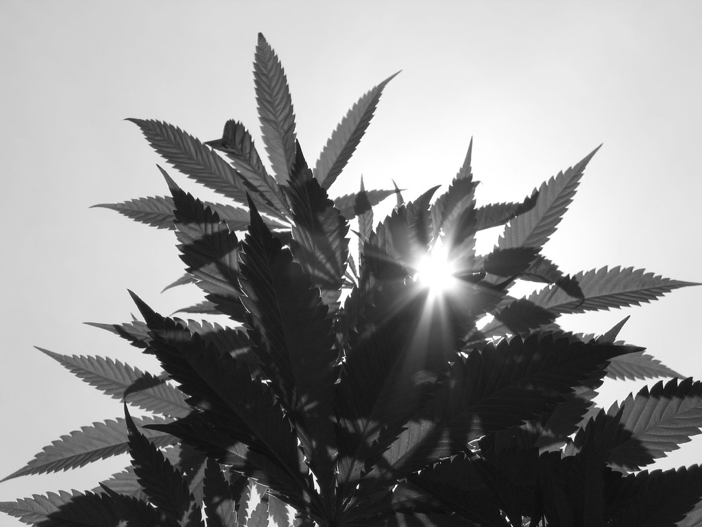 Marijuana Legalization In Black And White The Racial Cost