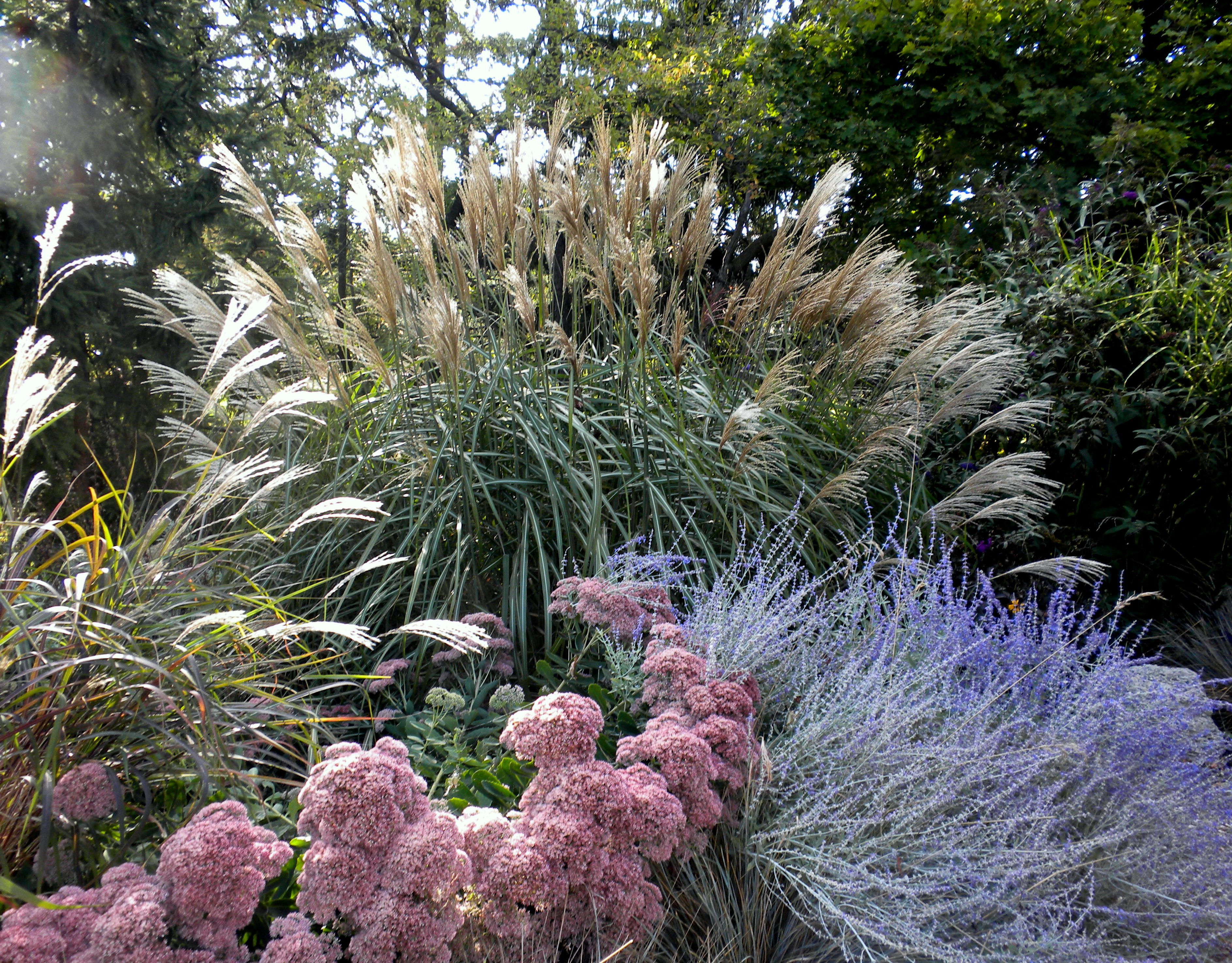 Ornamental Grasses, How to Prune: Practical Gardening Series | Margaret Rose Realy, Obl. OSB on Ornamental Grass Garden Designs
 id=53030