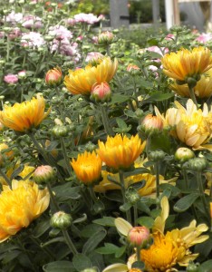 gold mums 2