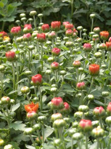 orange mum buds 1