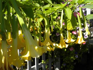 yellow Brugmansia