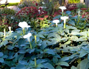 moonflower 2