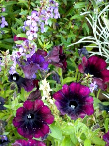 purple petunias