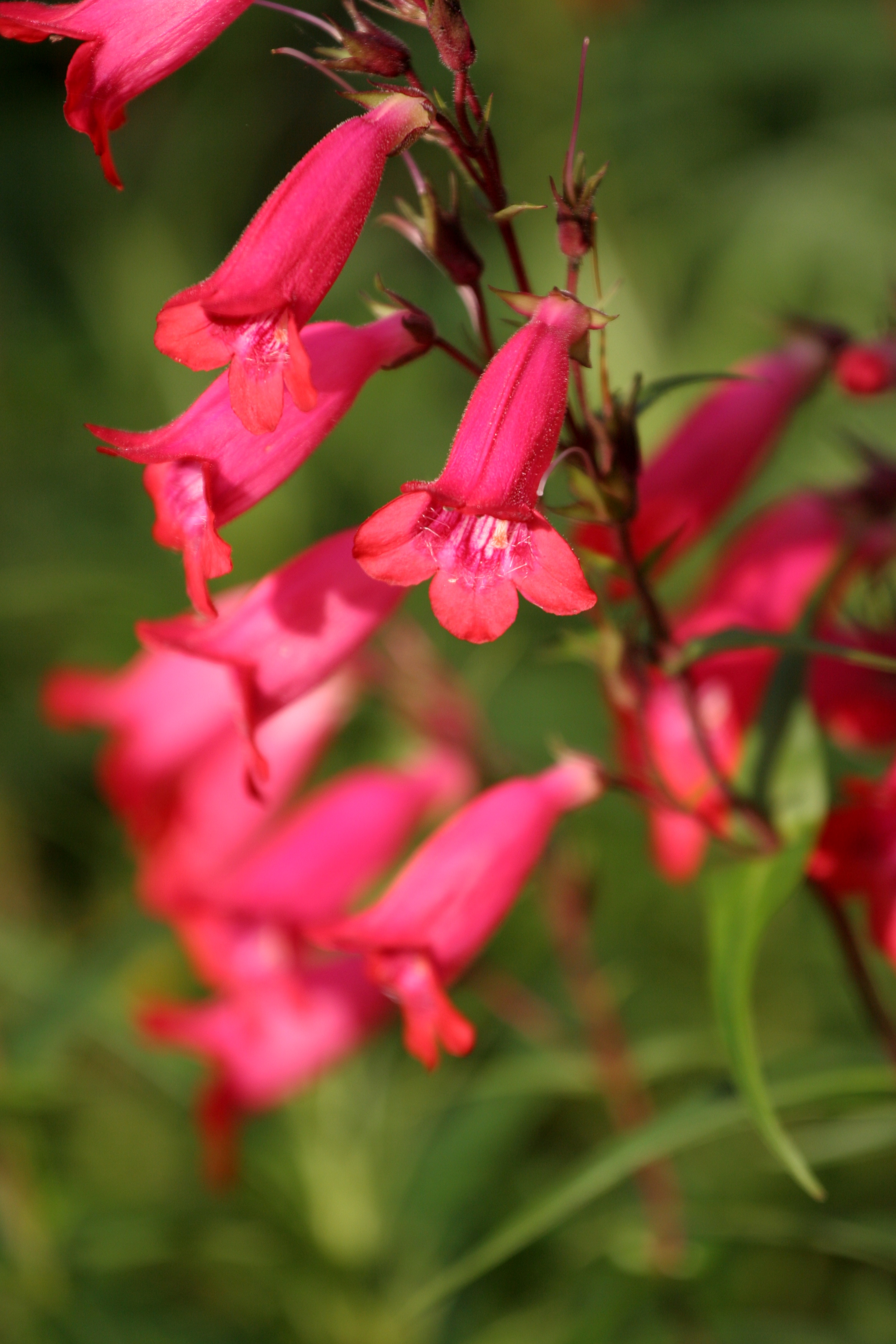 Off With Their Heads! Deadheading For Reblooming, Practical Gardening ...