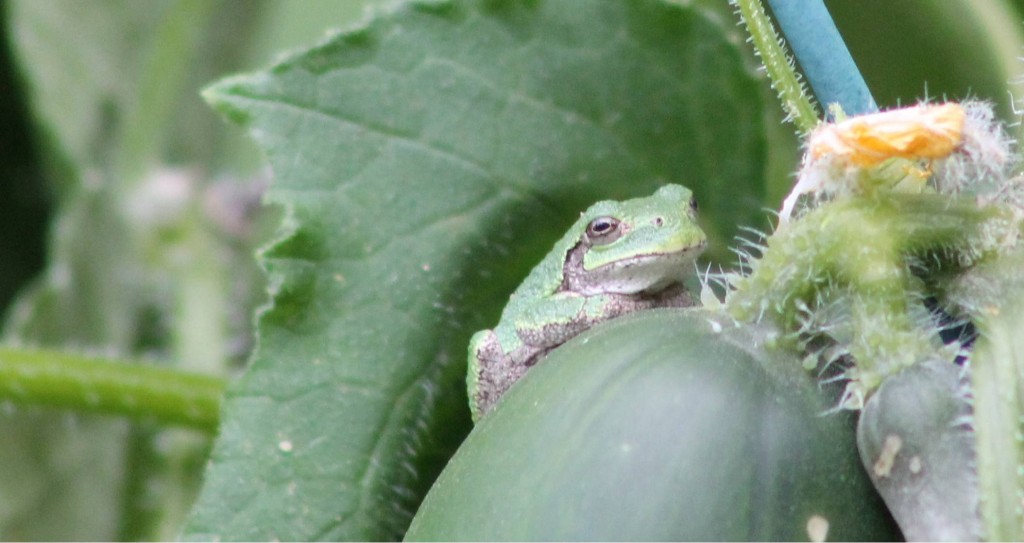 Frog on Cucumber
