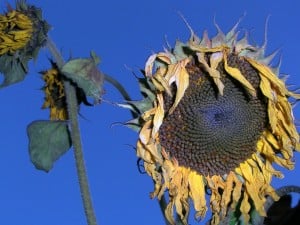 wilted sunflower