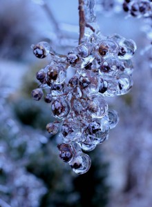 ice berries
