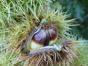 Sweet chestnut or European chestnut, Castanea sativa. Image by Magnus Manske, (http://commons.wikimedia.org/wiki/File:Castanea_sativa_%27Sweet_Chestnut%27_(Sagaceae)_nut.JPG)