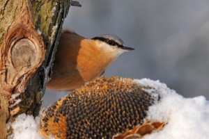 shutterstock_66883147