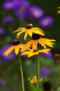 shutterstock_251490718 Rudbeckia