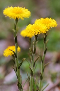 shutterstock_76990651 coltsfoot