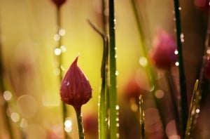 shutterstock_214081222 chive flowers