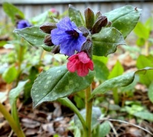 Pulmonaria Mrs Moon smaller