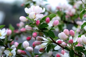 crabapple-2 Apple Blossoms