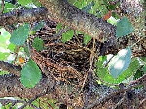 nest with twine