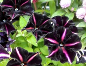 Velvet Petunias