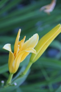 daylily white bud