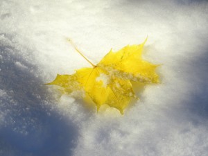 leaf in snow