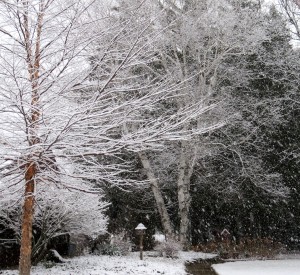 two birch trees