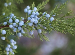 Juniper bough 2