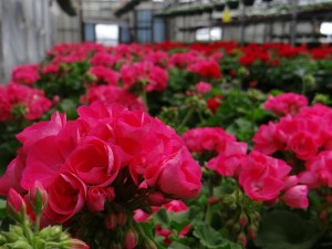 Geraniums morguefiles