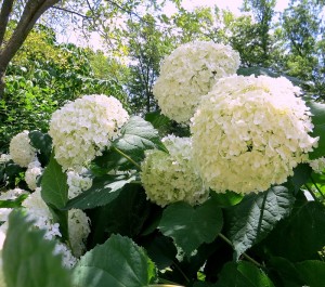 Annabelle Hydrangea