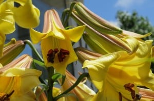 Golden Splendor Lily