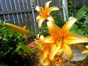 asiatic lilies