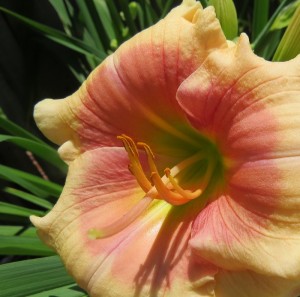 Daylily