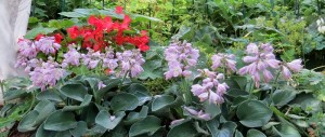 Mouse Ears Hosta