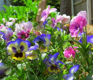 Pansies