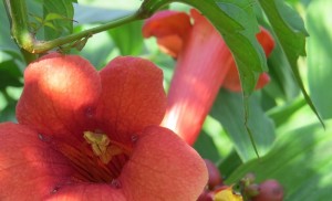 Trumpet Vine