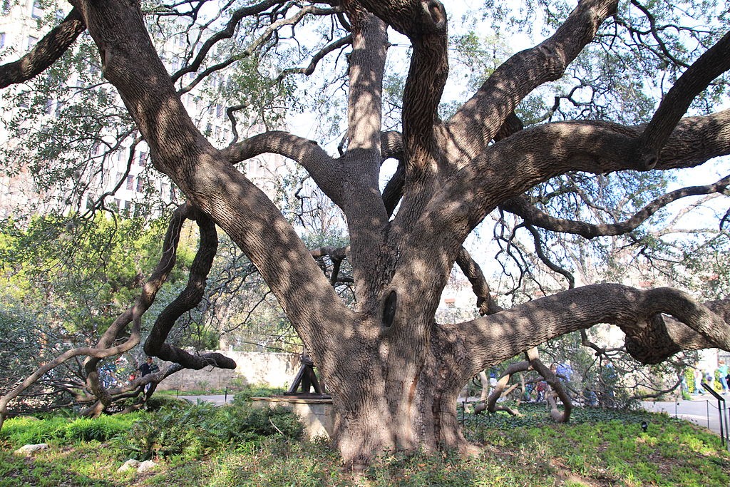 Old oak tree in the courtyard of the Alamo. (Source: Wikipedia)