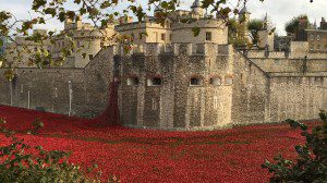 Poppies at the Tower