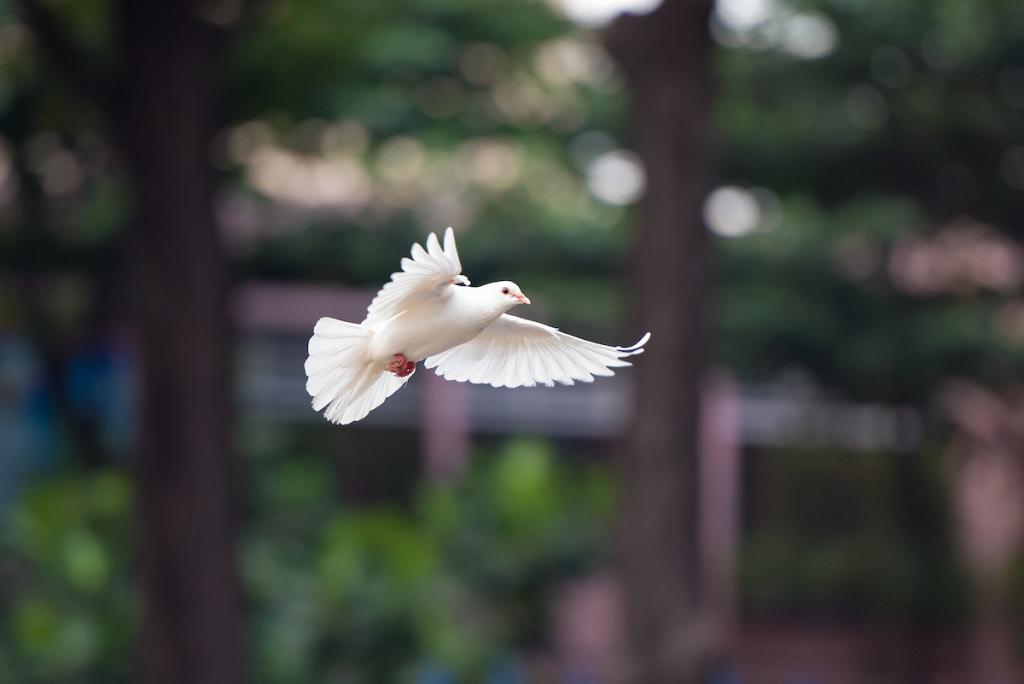The Holy Spirit depicted as a dove flying