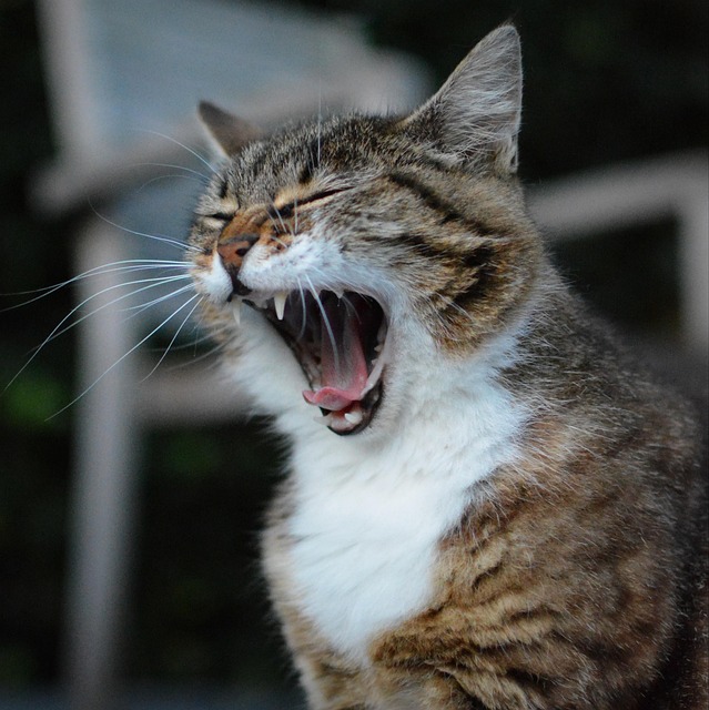 Cat yawning